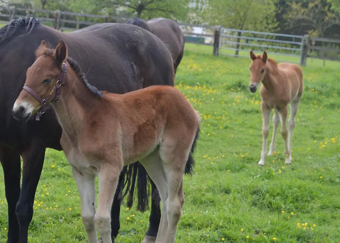 Ferme Manoir De Cremel